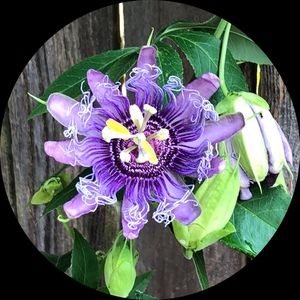 Meet your Posher, Noel